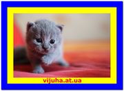 Голубые британские котята от Вижухи 
