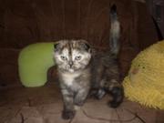 Шотландские вислоушки и прямоушки срочно ищут хорошего хозяина:)!!!