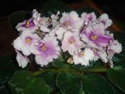 Цветы на подарок: Фиалки