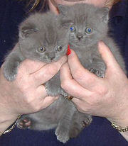 продается котенок (девочка) британская голубая 2.5 месяца