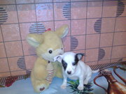 Щенки чихуахуа.