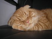 Вязка.Шотландский вислоухий кот редкого рыжего окраса