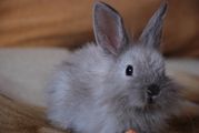 Продам  кроликов Киев 