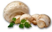 Мицелий(семена)грибов.