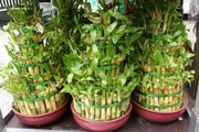 Счастливый бамбук (Драцена Сандериана)