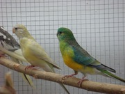 Певчие попугаи