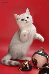 Британкие котята серебристые шиншиллы - по привлекательной цене