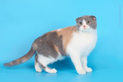 Шотландские вислоухие котята питомника Diamand-cat