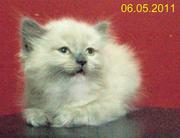 Персидский котенок с мягким оттенком поинтового окраса
