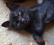 Игривый котенок – черный чертенок,  2 мес