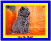 Голубые британские котята от Вижухи