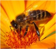Пчелы серые украинские (степные)