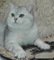 Британский кот окраса серебристая  шиншилла ns-11.(ВЯЗКА)