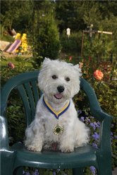 Вязка,  Вести Вест Хайленд Вайт Терьер (west highland white terrier) ко