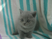 Продается шотландские голубые котята