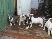 Продаются щенки бультерьера