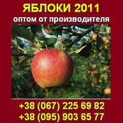 Купить,  Продам яблоки,  яблоки свежие опт,  яблоки. Украина.