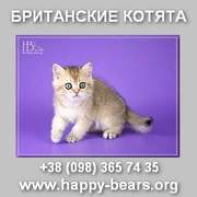 Британские котята золотистого и серебристого окраса. Украина.