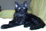 Пушистый черный котенок