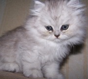 Продам котят персидских окрас шиншилла (Оболонь) недорого