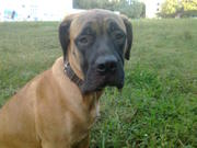 Продажа щенков