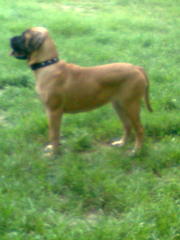 Щенки бульмастифа