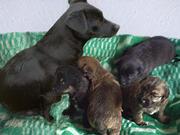 Продаются щенки метисы паттердейл-терьера,  черные,  коричневые