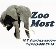ZooMost интернет зоомагазин по продаже товаров для животных
