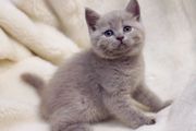 Лиловые британские котята,  продажа лиловых британских котят