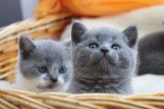 Голубые британские котята,  купить британца котенка