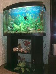 СРОЧНО продается аквариум на 140 л с тумбой и крышкой с освещением!!! 