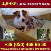 Купить щенки Парсон Рассел терьера в Киеве и Украине.