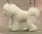 Бишон фризе - красивая