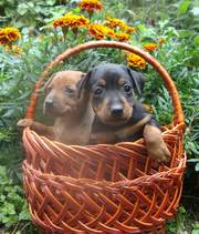 Цвергпинчер щенки, 4 месяца.Отличная собачка для квартиры!