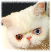 Белый котик экзотик с разноцветными глазами