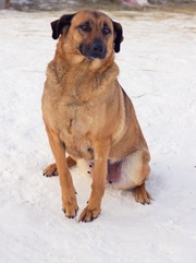 Потомок Молоссов ждет хозяина! Крупная и очень обаятельная собака!