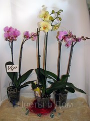 Орхидея Фаленопсис, Орхидея Фаленопсис