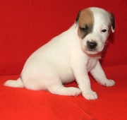 Джек рассел и Парсон-купить щенка? Гладкие щенки шоу Питомник