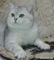 Британский кот окраса серебристая  шиншилла 