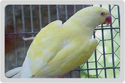 В продаже Ожереловые Белые попугаи,  Серые,  Голубые,  Салатовые,  Желтые 