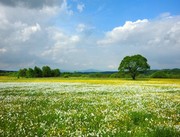 туры закарпатье на выходные,  долина нарциссов туры,  берегово,  мукачево