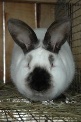 Продам кроликов породы калифорнийская,  серебристый,  белый панон