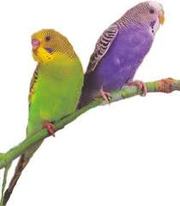 Волнистые попугаи опт и розница