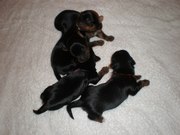 Продаются очаровательные щенки Йоркширского Терьера 