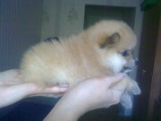 Мальчики померанские шпицы