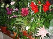 продам домашние растения ОРХИДЕИ  и другие