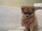 Срочно померанская цверг шпицулька