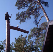 Как спилить аварийное дерево возле дома? www.knysh.kiev.ua 