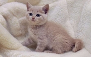 Британский кремовый котенок,  британские котята кремовые