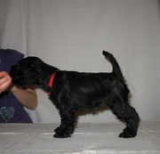 Щенок цвергшнауцера девочка